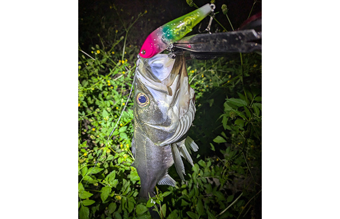 お客様釣果写真